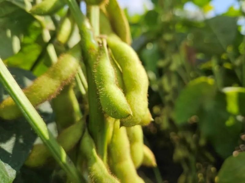 又是一年好“豐”景！衛(wèi)華數(shù)十萬畝良田豐收在即！